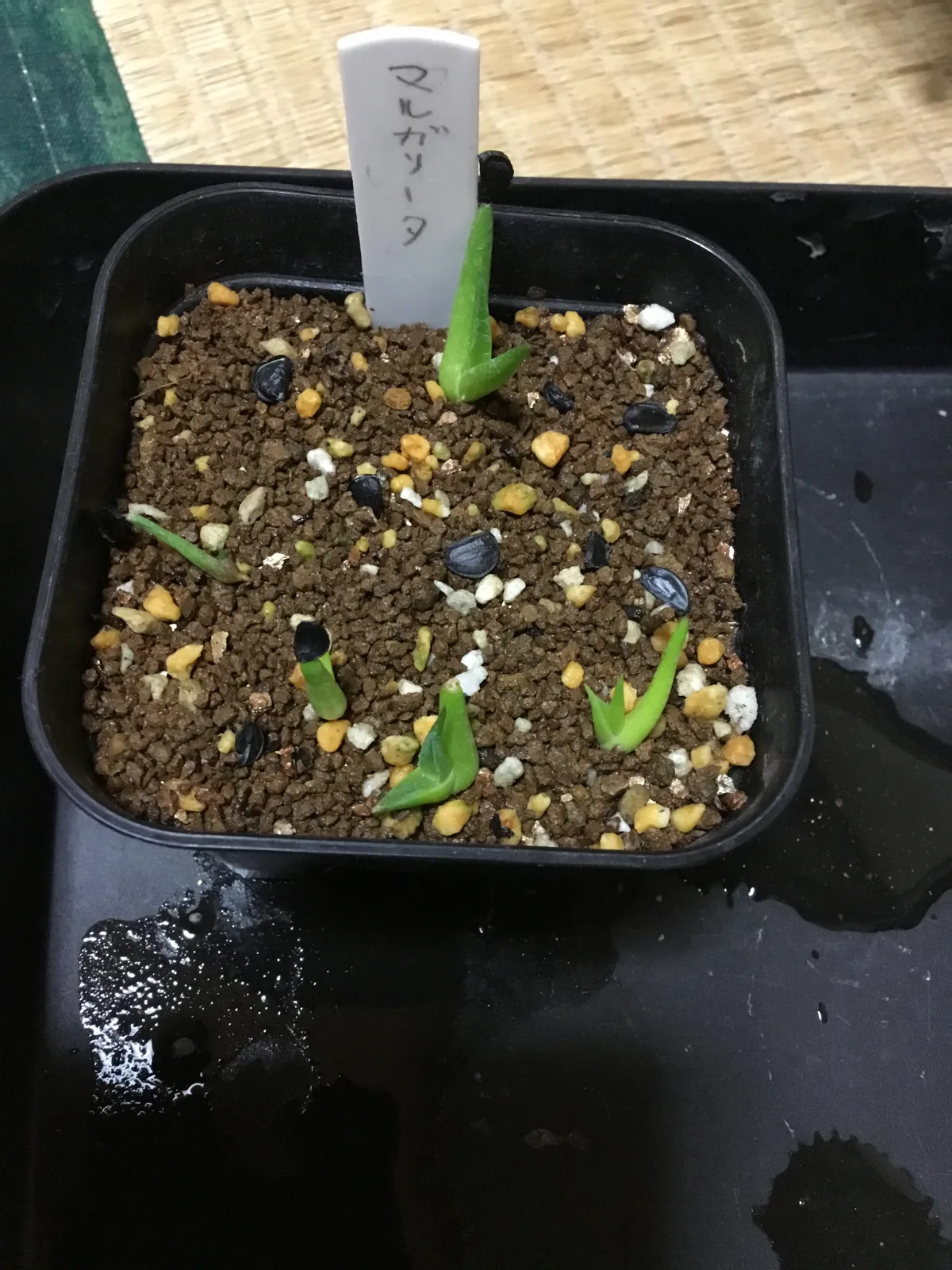 Agave margaritae (アガベ マルガリータ)