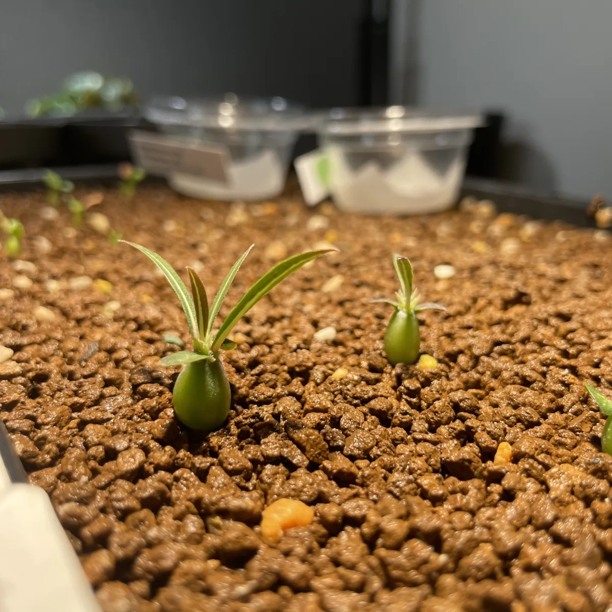 Pachypodium rosulatum subsp. makayense (パキポディウム マカイエンセ)