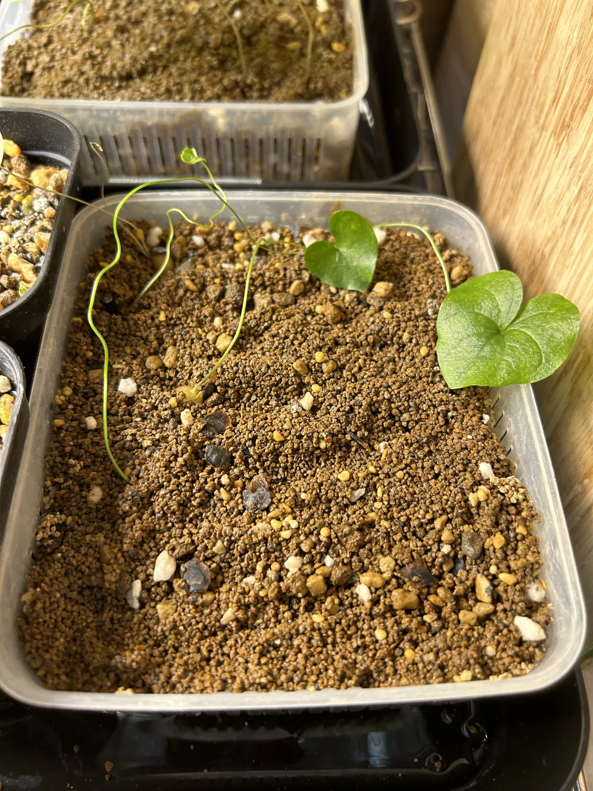 Dioscorea elephantipes (ディオスコレア エレファンティペス アフリカ亀甲竜)