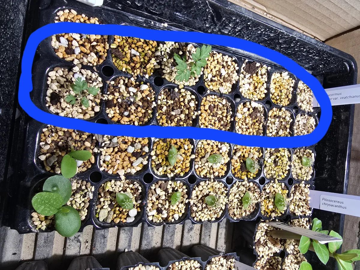 Pachycormus discolor var. veatchianus (パキコルムス ディスカラー ビーチアナス)