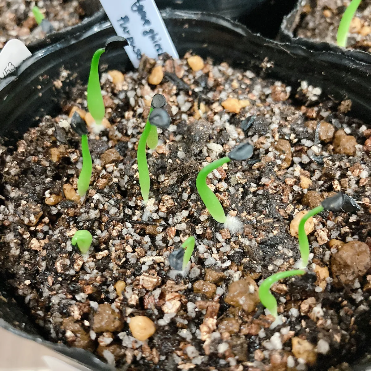 Agave ghiesbreghtii 'Purpusorum' (アガベ パルプソーラム)