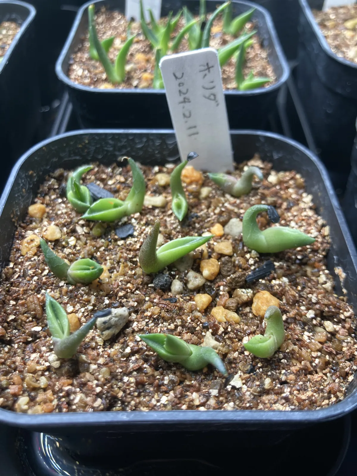 Agave horrida ssp. horrida (アガベ ホリダ)