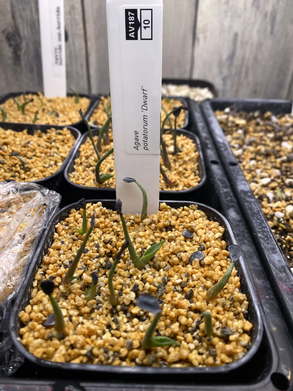 Agave potatorum Dwarf (アガベ ポタトラムドワーフ)