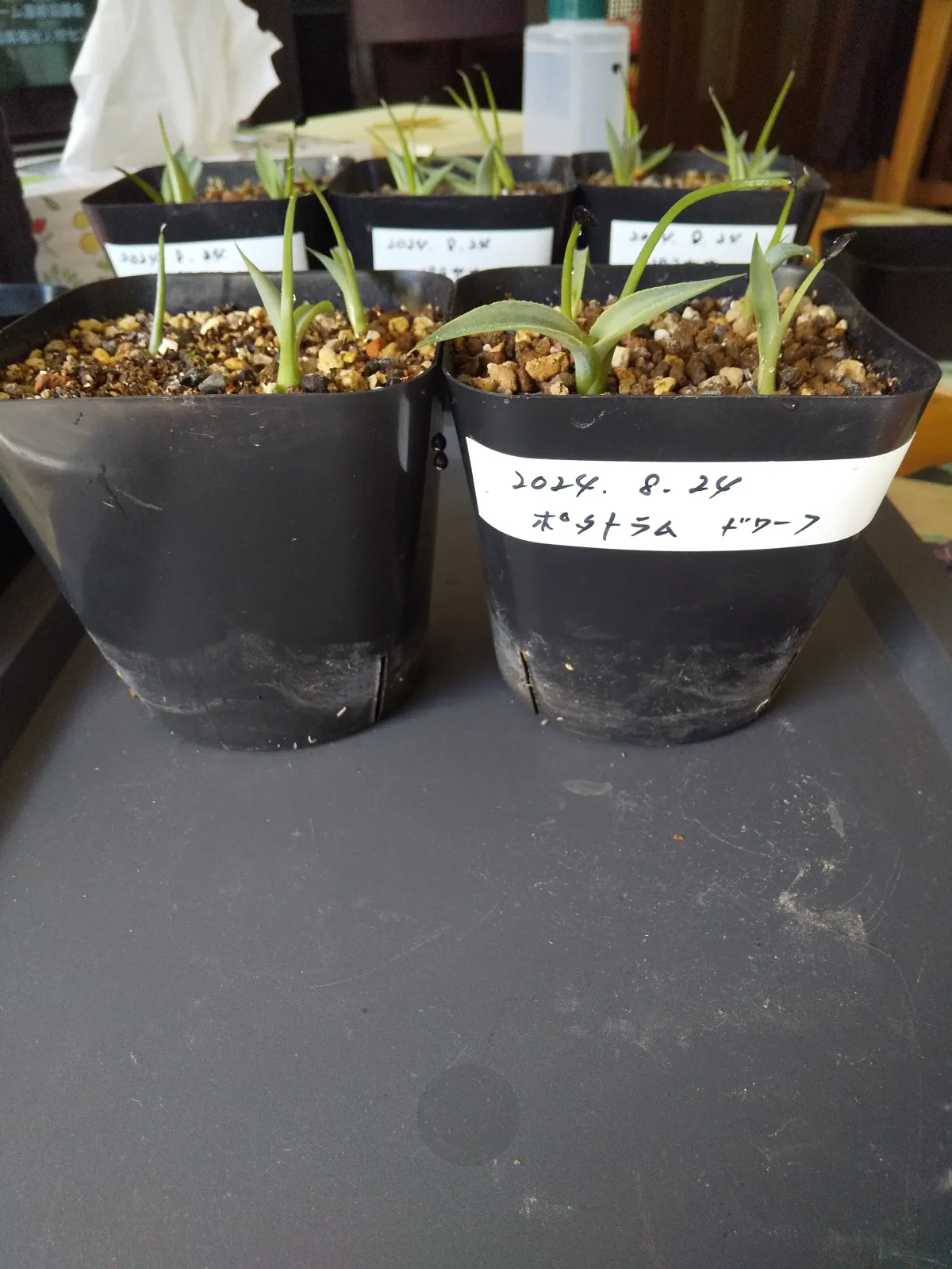 Agave potatorum Dwarf (アガベ ポタトラムドワーフ)