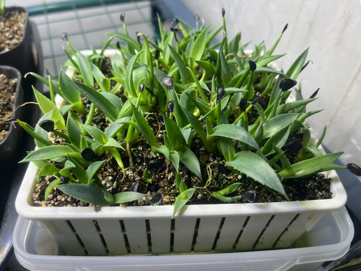 Agave parryi subsp. neomexicana (アガベ ネオメキシカーナ)