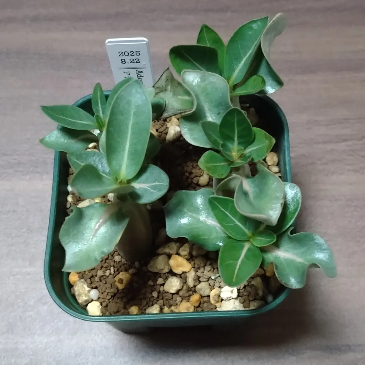 Adenium obesum thai (アデニウム タイ ソコトラナム)