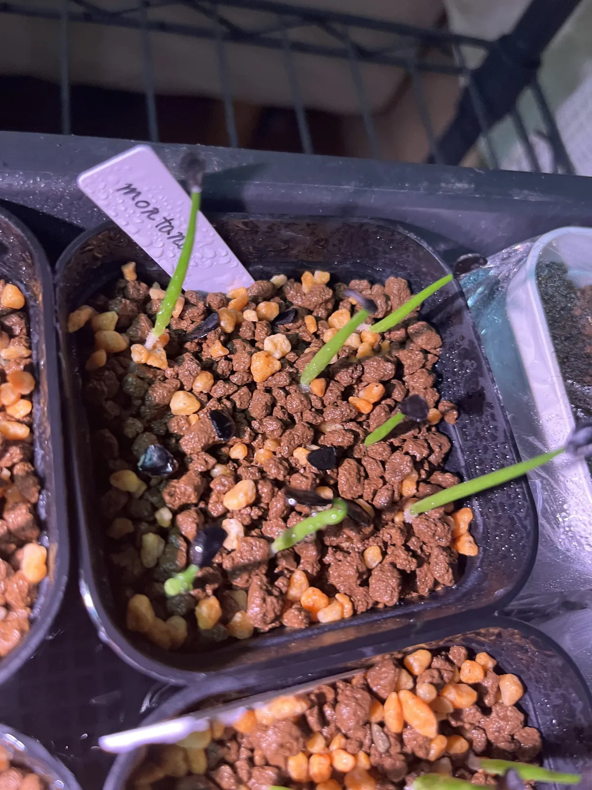 Agave montana (アガベ モンタナ)