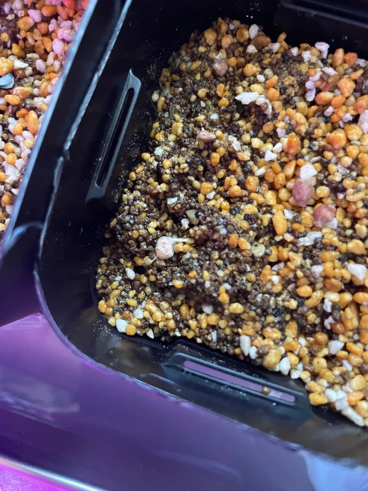 Pachycormus discolor (パキコルムス ディスカラー)