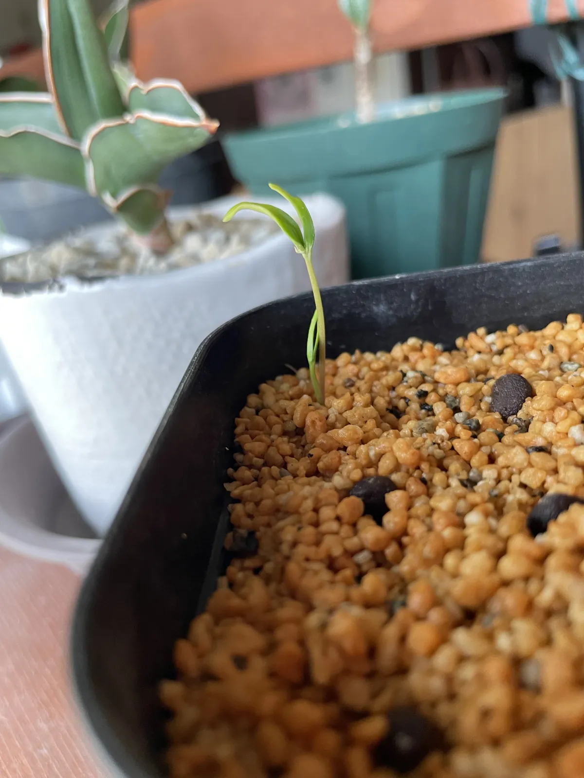 [無料種子] オペルクリカリア 蓋開け練習用 Operculicarya