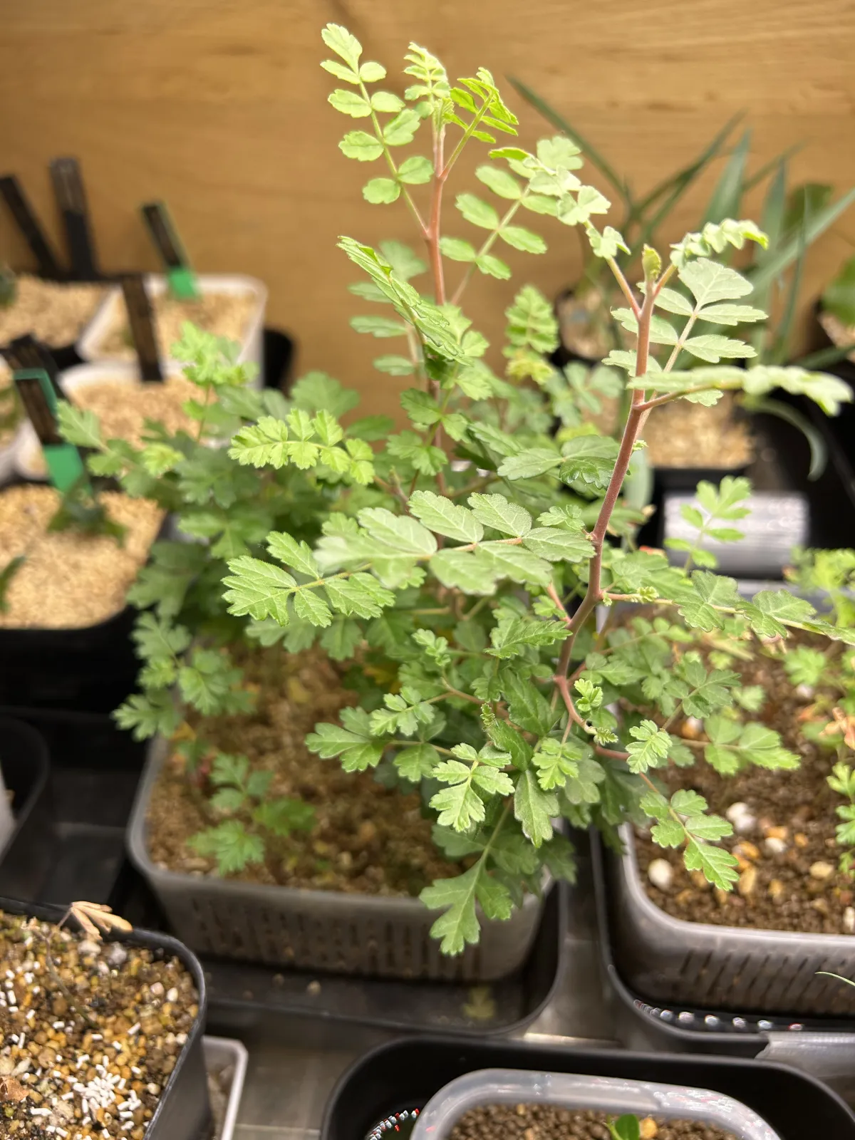 Pachycormus discolor (パキコルムス ディスカラー)