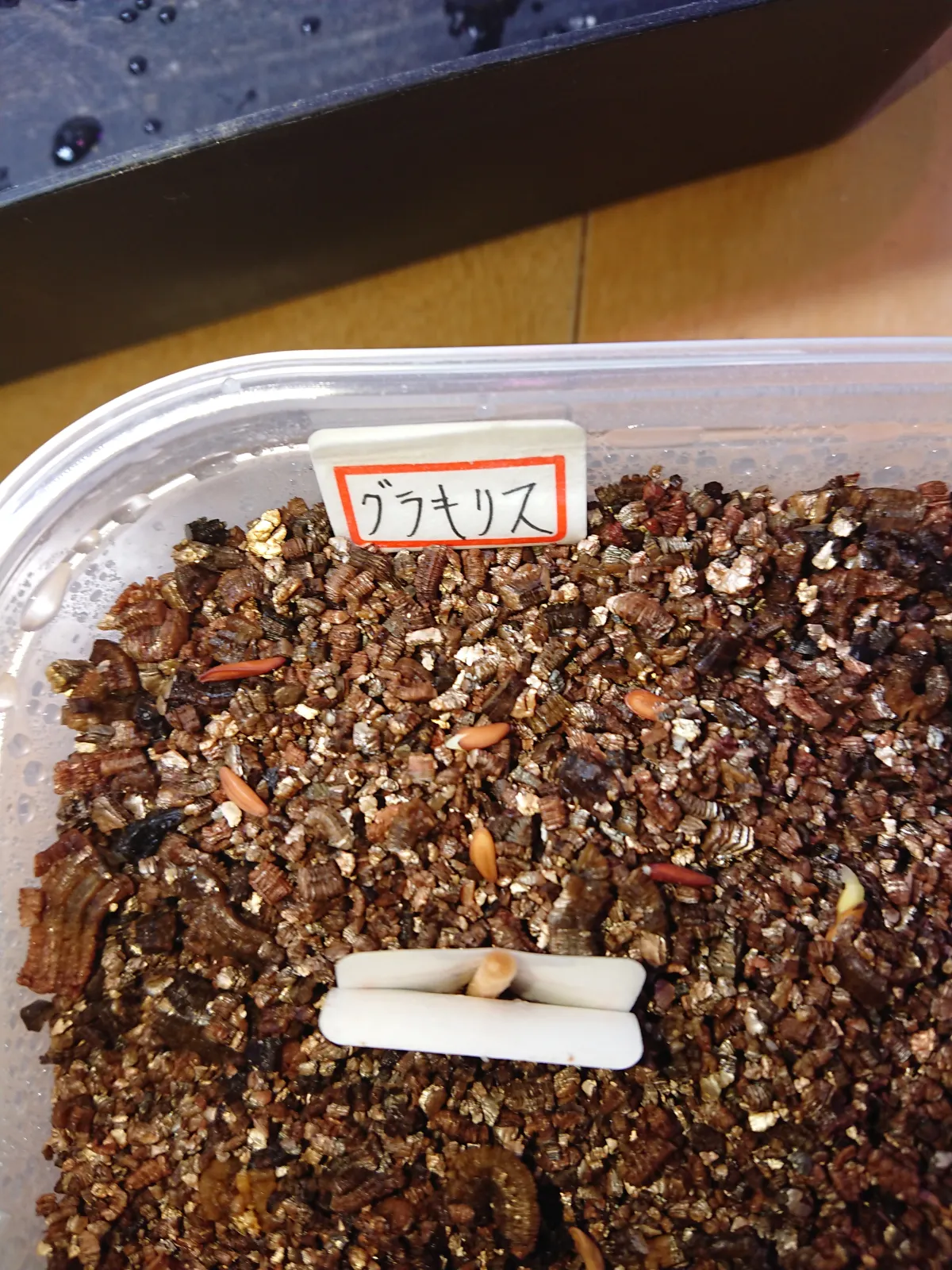 Pachypodium rosulatum var. gracilius (パキポディウム グラキリス)