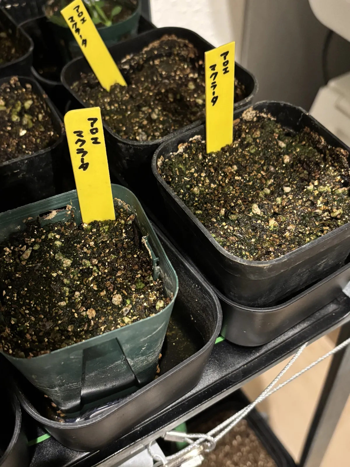 Aloe maculata (アロエ マクラータ)