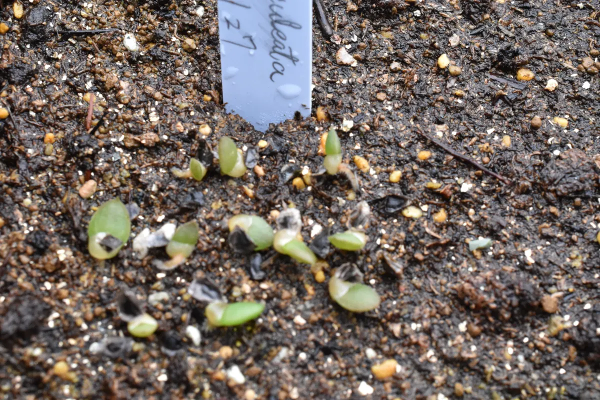  アロエ アクレアータ Aloe aculeata