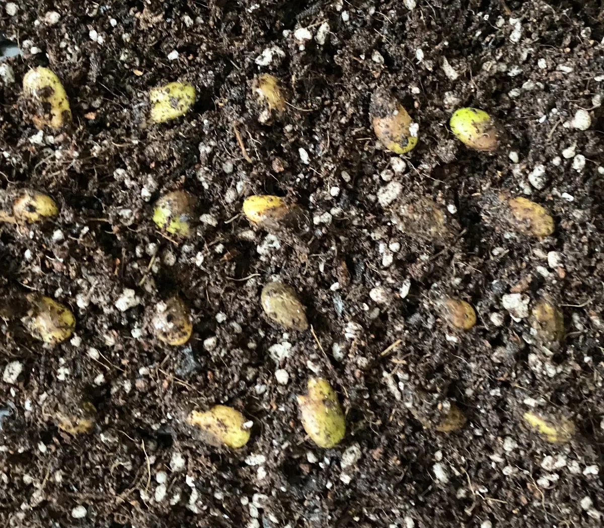 Monstera deliciosa (モンステラ デリシオーサ （小粒）)