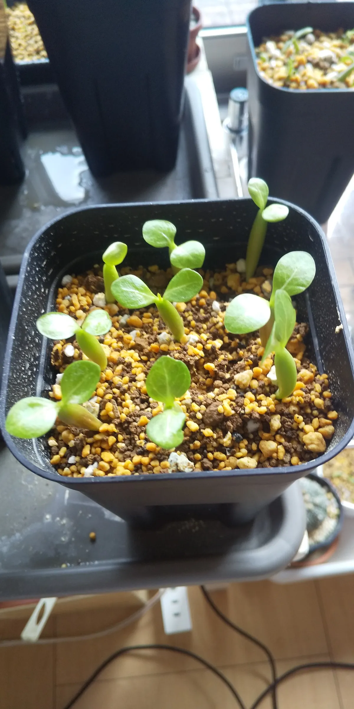 Adenium somalense var. somalense (アデニウム ソマレンセ)