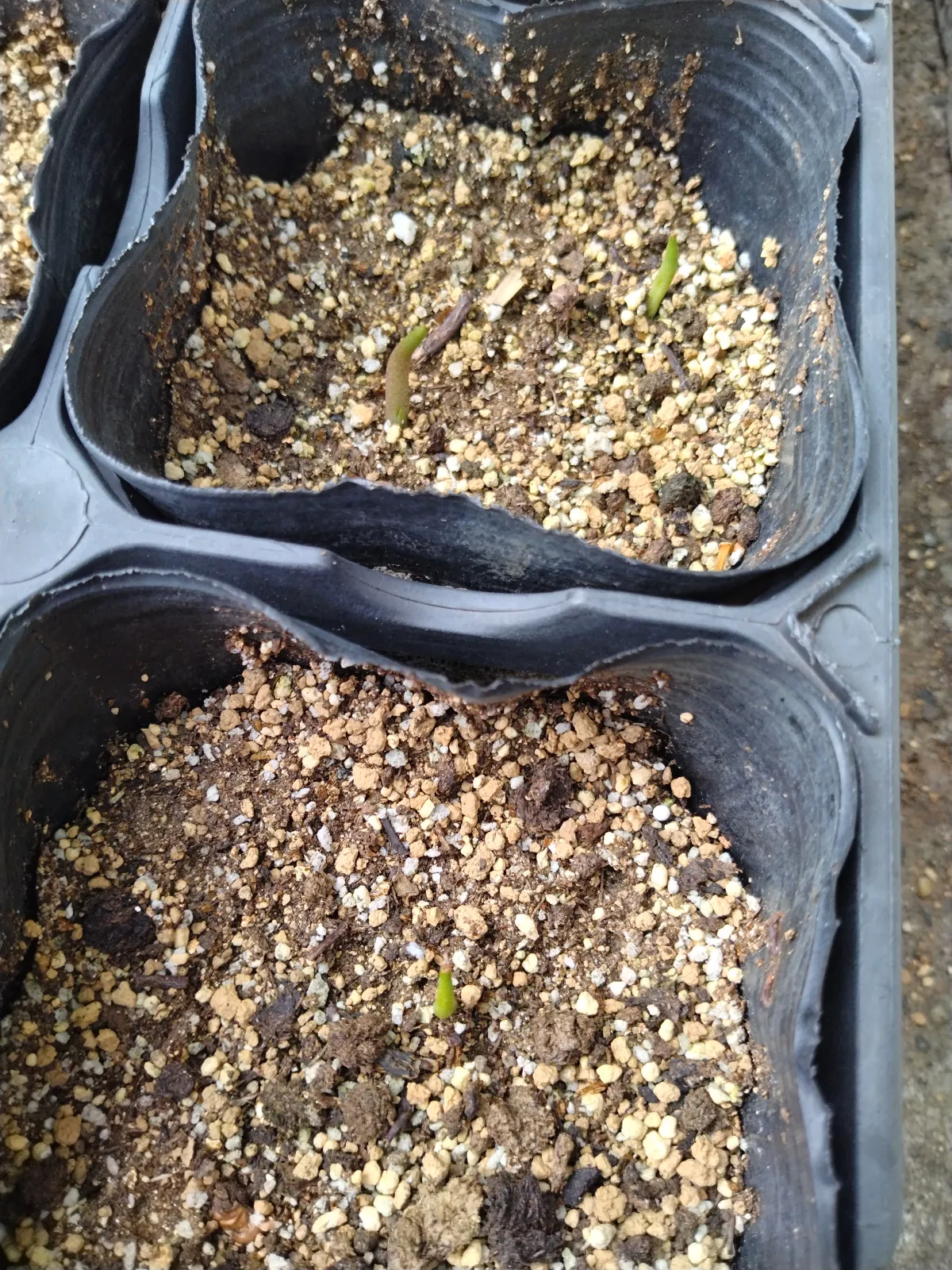 Agave titanota 'Blue' (アガベ チタノタブルー)