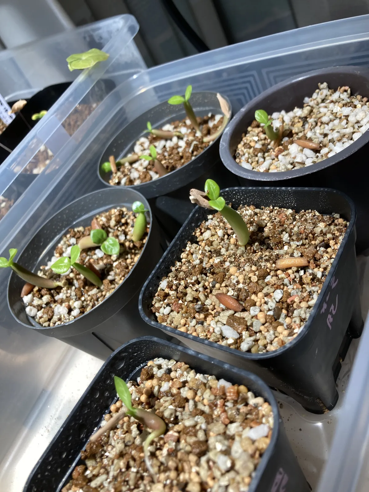 Adenium obesum (アデニウム オベスム)