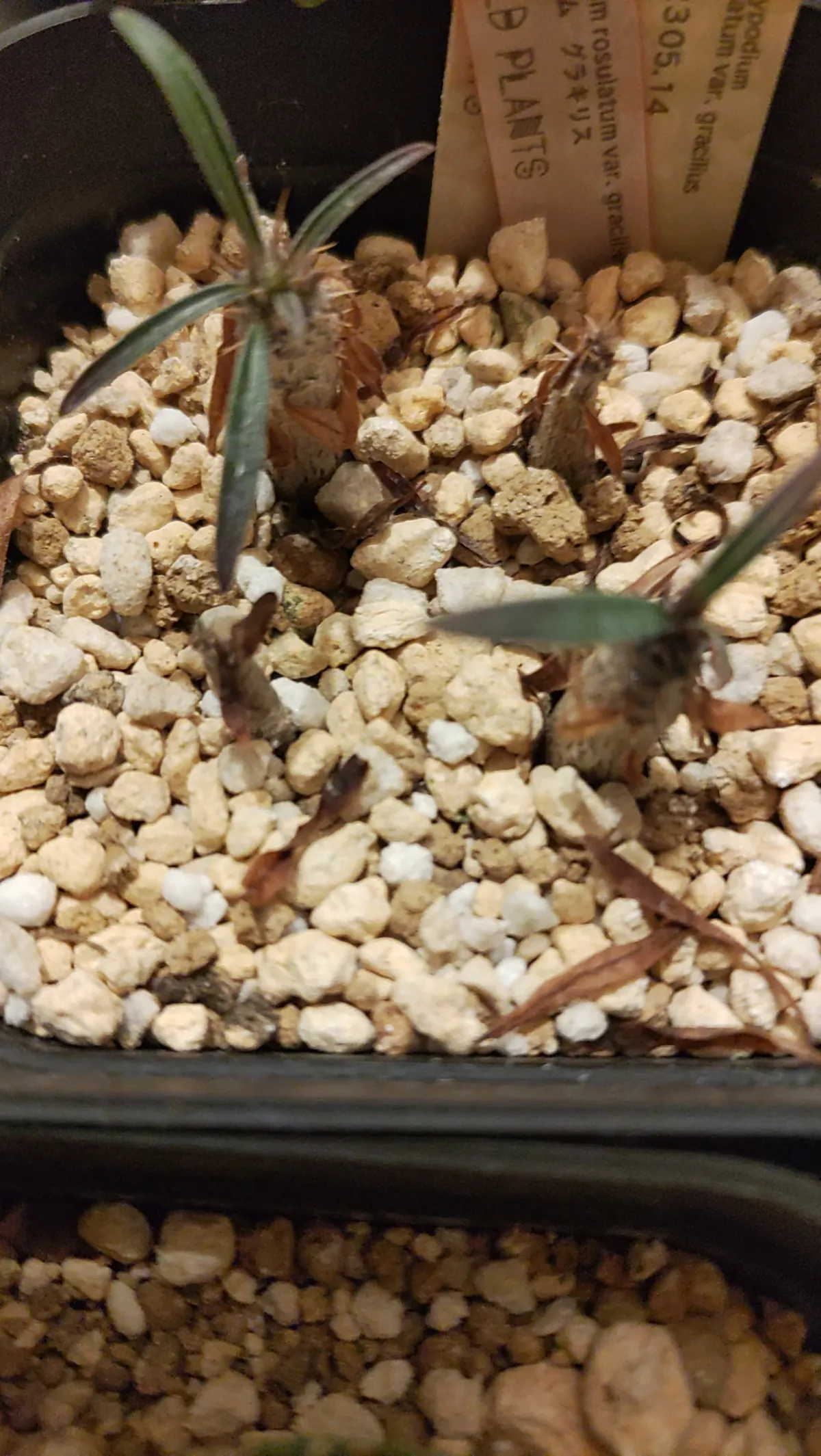 Pachypodium rosulatum var. gracilius (パキポディウム グラキリス)