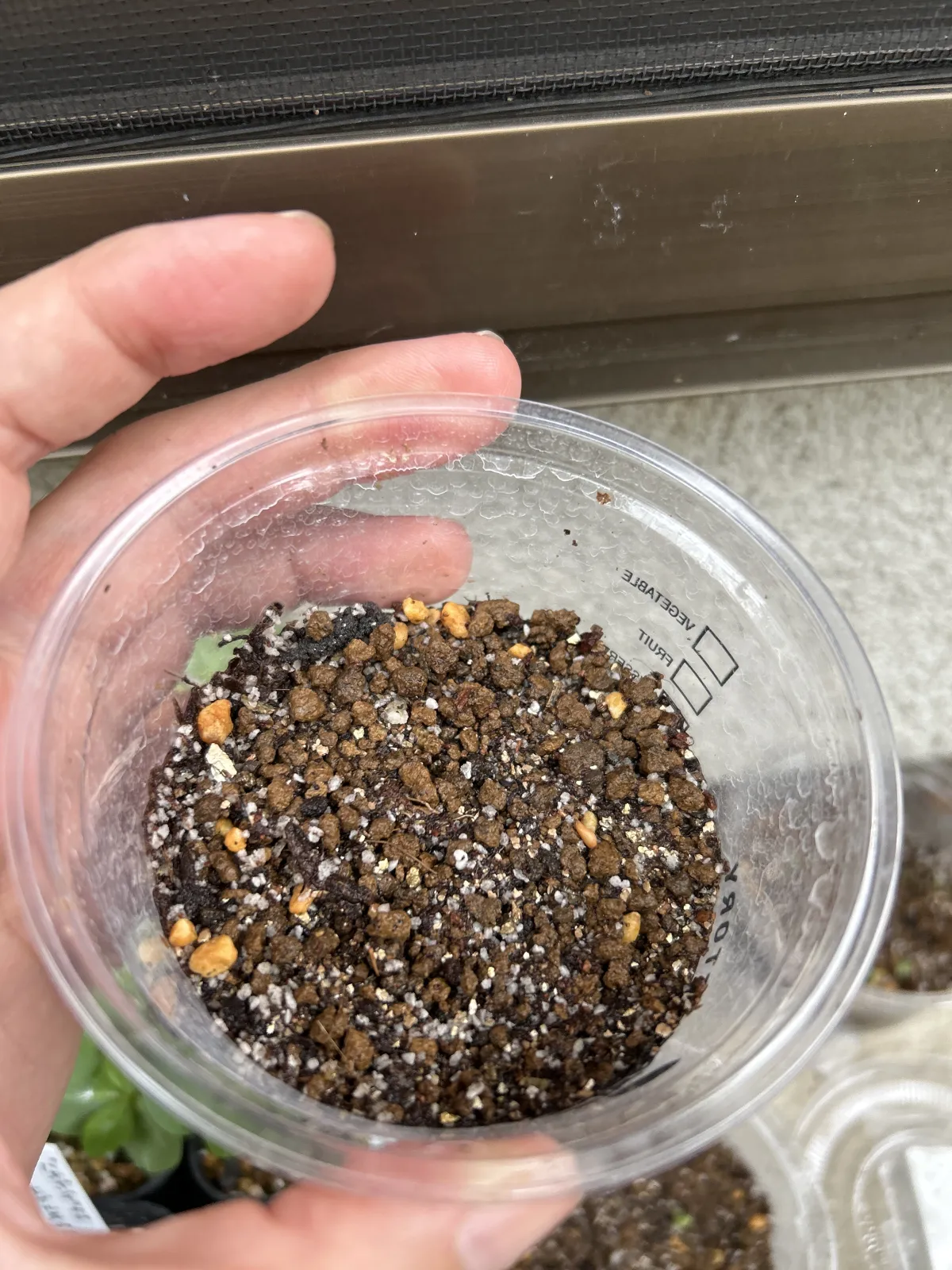 Coccinia mildbraedii (コッキニア ミルドブラエディ)