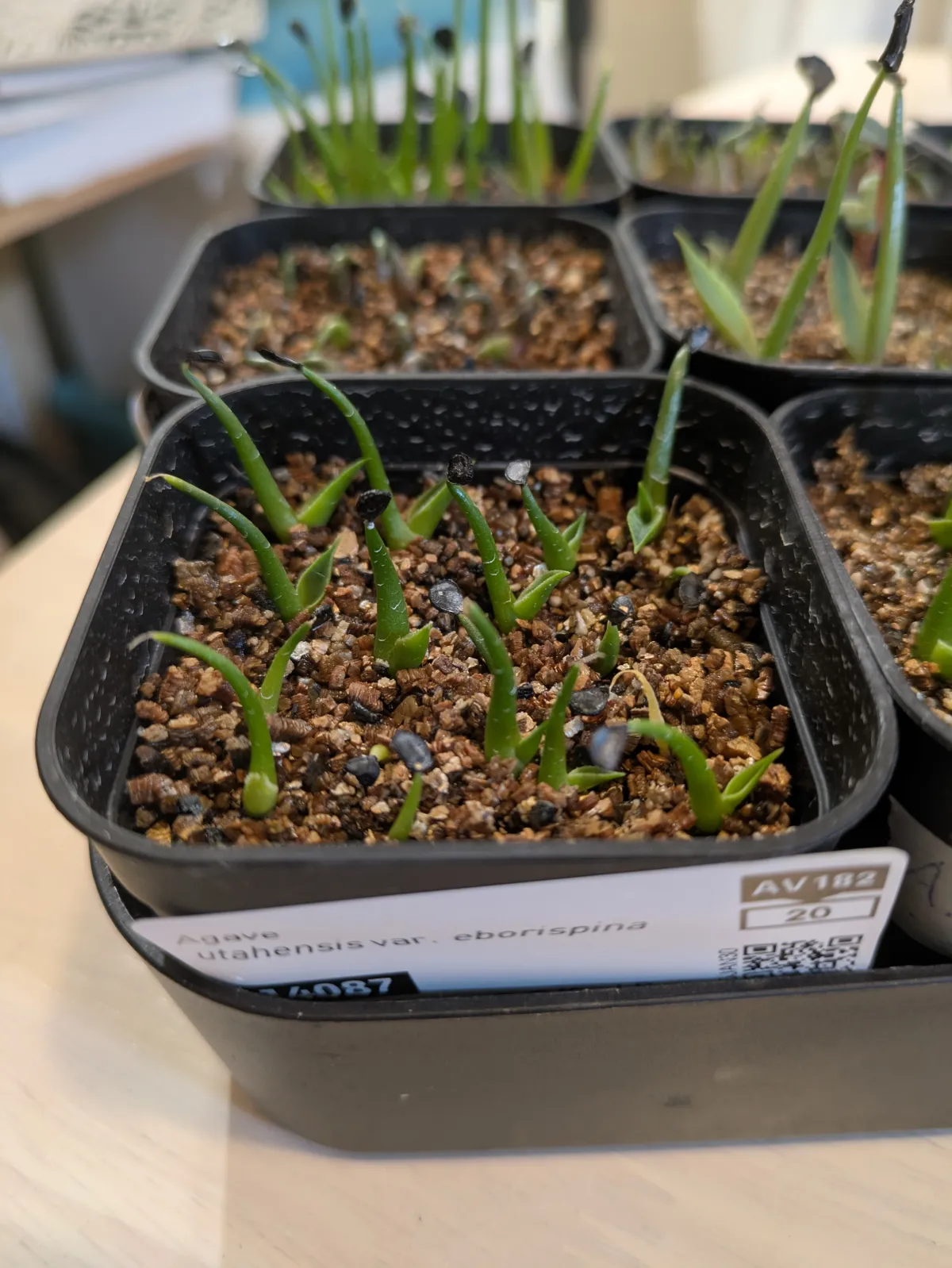 Agave utahensis var. eborispina (アガベ エボリスピナ)