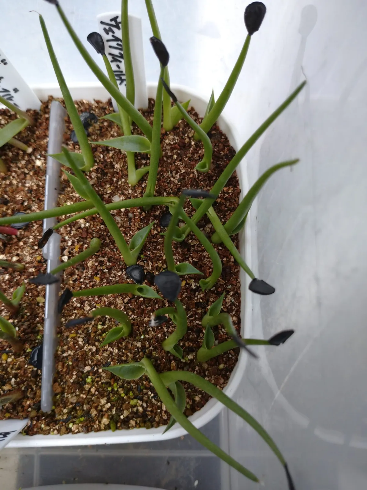 Agave parryi var. huachucensis 'Wakefield' (アガベ パリー ウェイクフィールド)