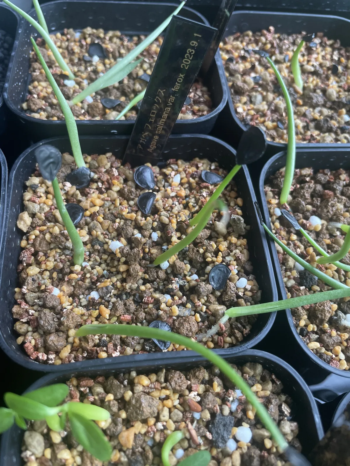 Agave salmiana var. ferox (アガベ フェロックス)