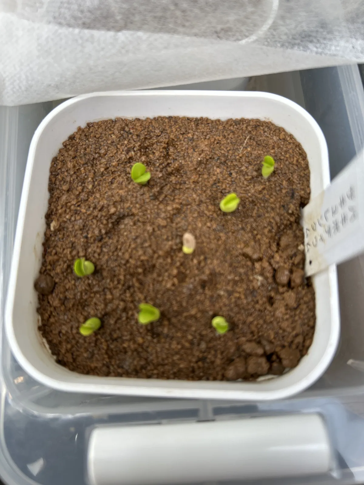 Pachypodium succulentum (パキポディウム サキュレンタム 天馬空)