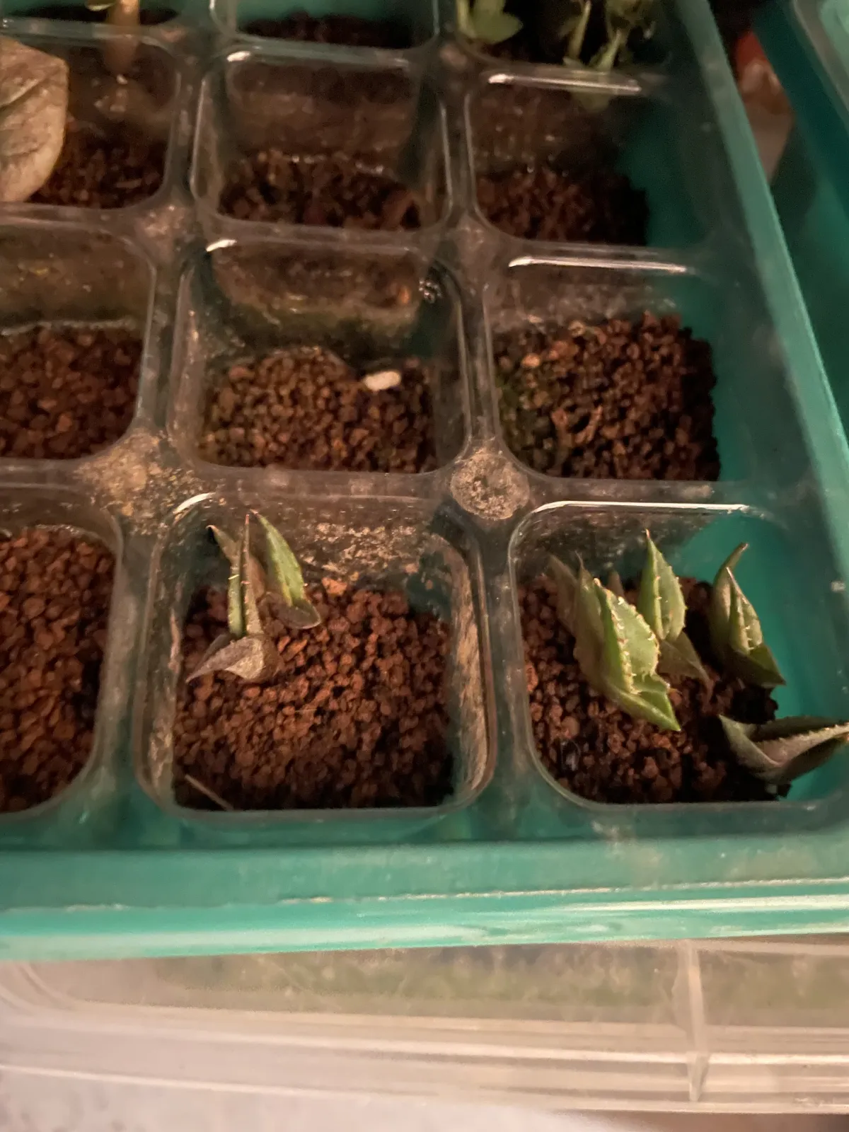 Agave horrida ssp. horrida (アガベ ホリダ)