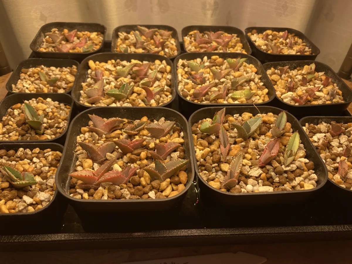 Agave titanota 'Blue' (アガベ チタノタブルー)