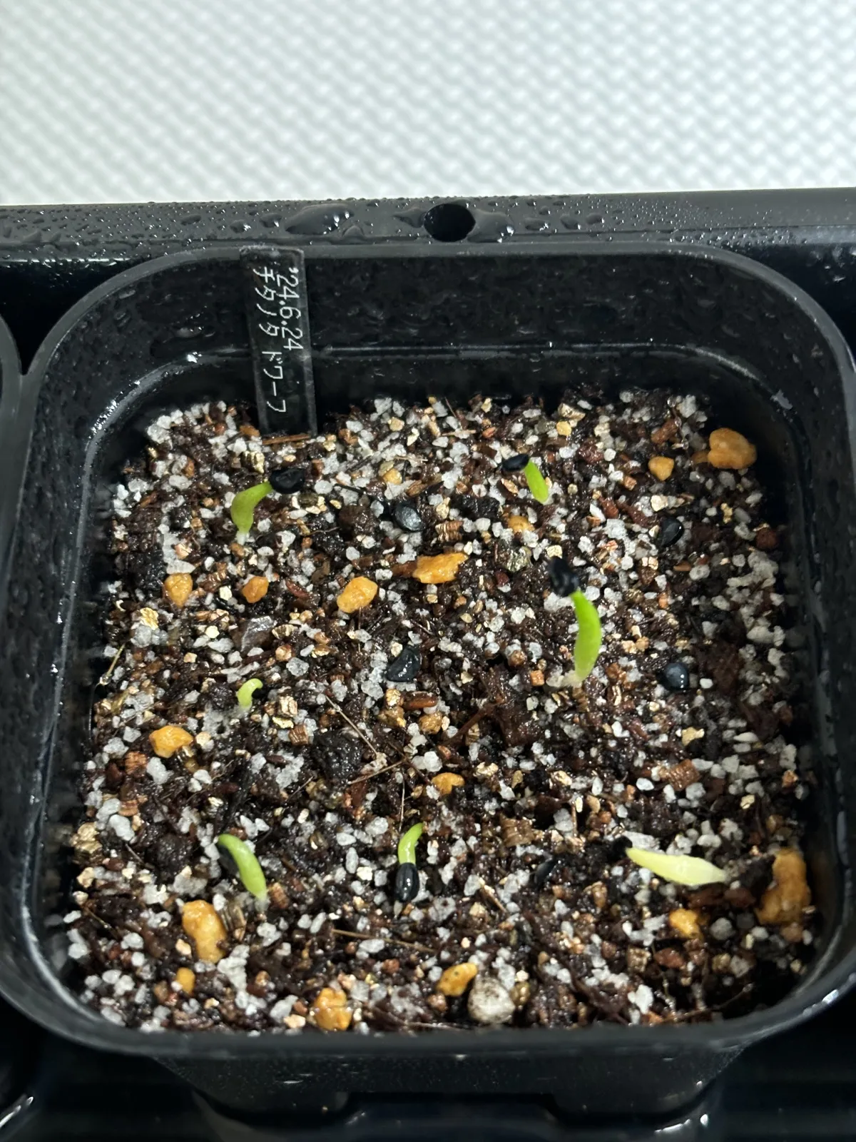 Agave titanota (アガベ チタノタ ドワーフ)