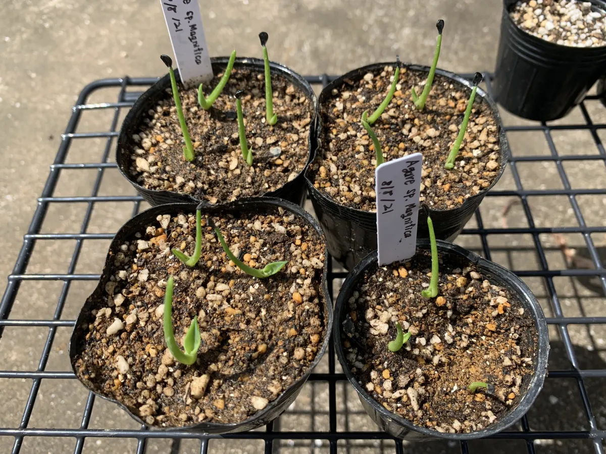 Agave salomonii Magnifica (アガベ マグニフィカ)