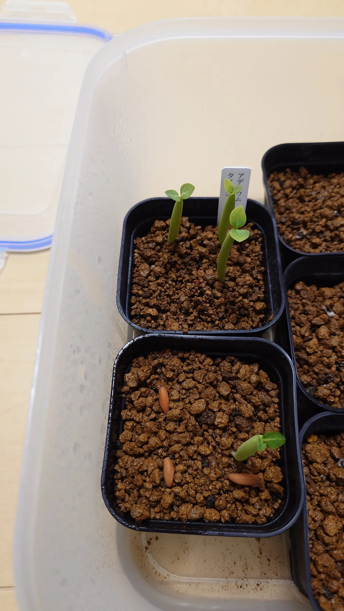 Adenium obesum var. arabicum S1 (アデニウム タイソコトラナムS11)