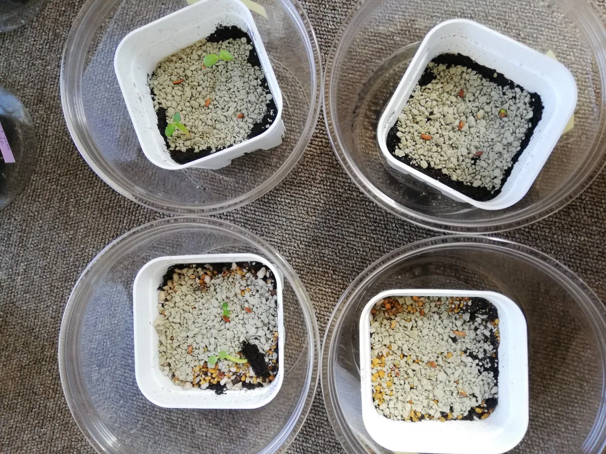 Pachypodium brevicaule subsp. leucoxanthum (パキポディウム レウコキサンツム)