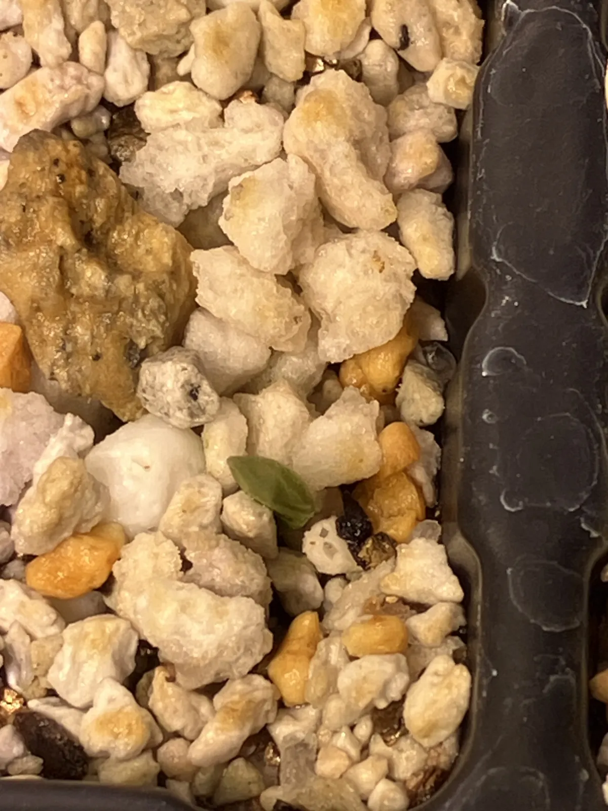 Aloe broomii (アロエ ブルーミー)