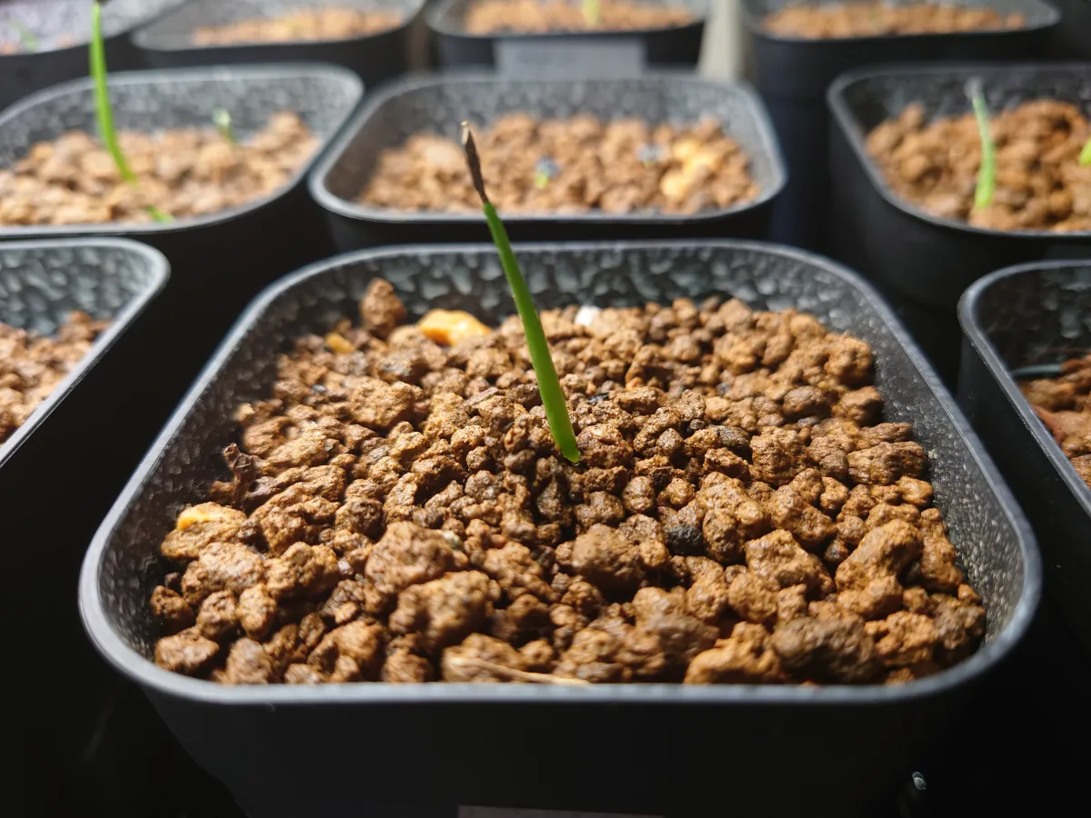 Agave salmiana subsp. salmiana (アガベ サルミアナ)