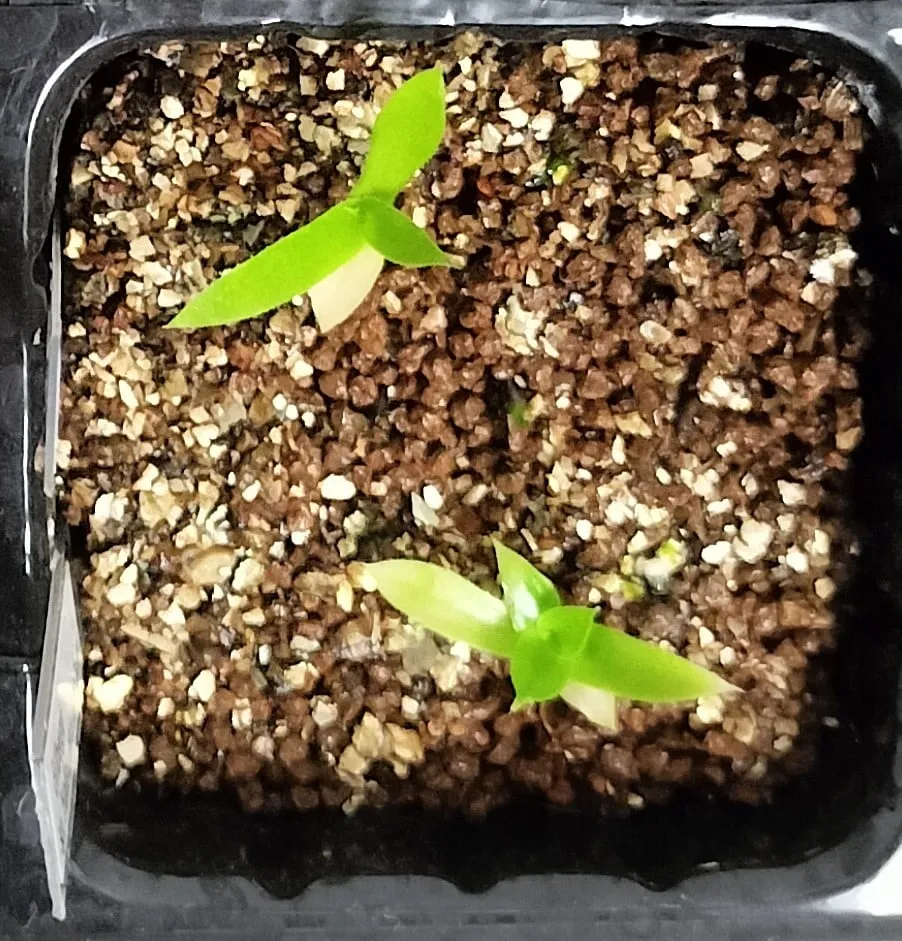 Billbergia Billbergia sp. Hallelujah x Darth Vader (ビルベルギア ハレルヤxダースベイダー)