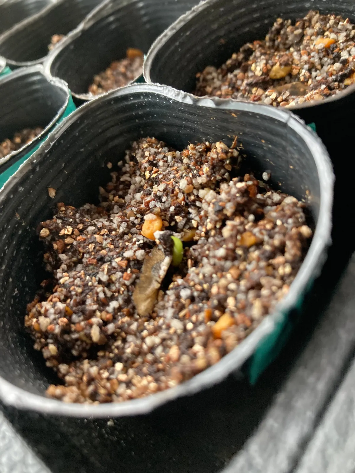 Aloe suzannae (アロエ スザンナエ)