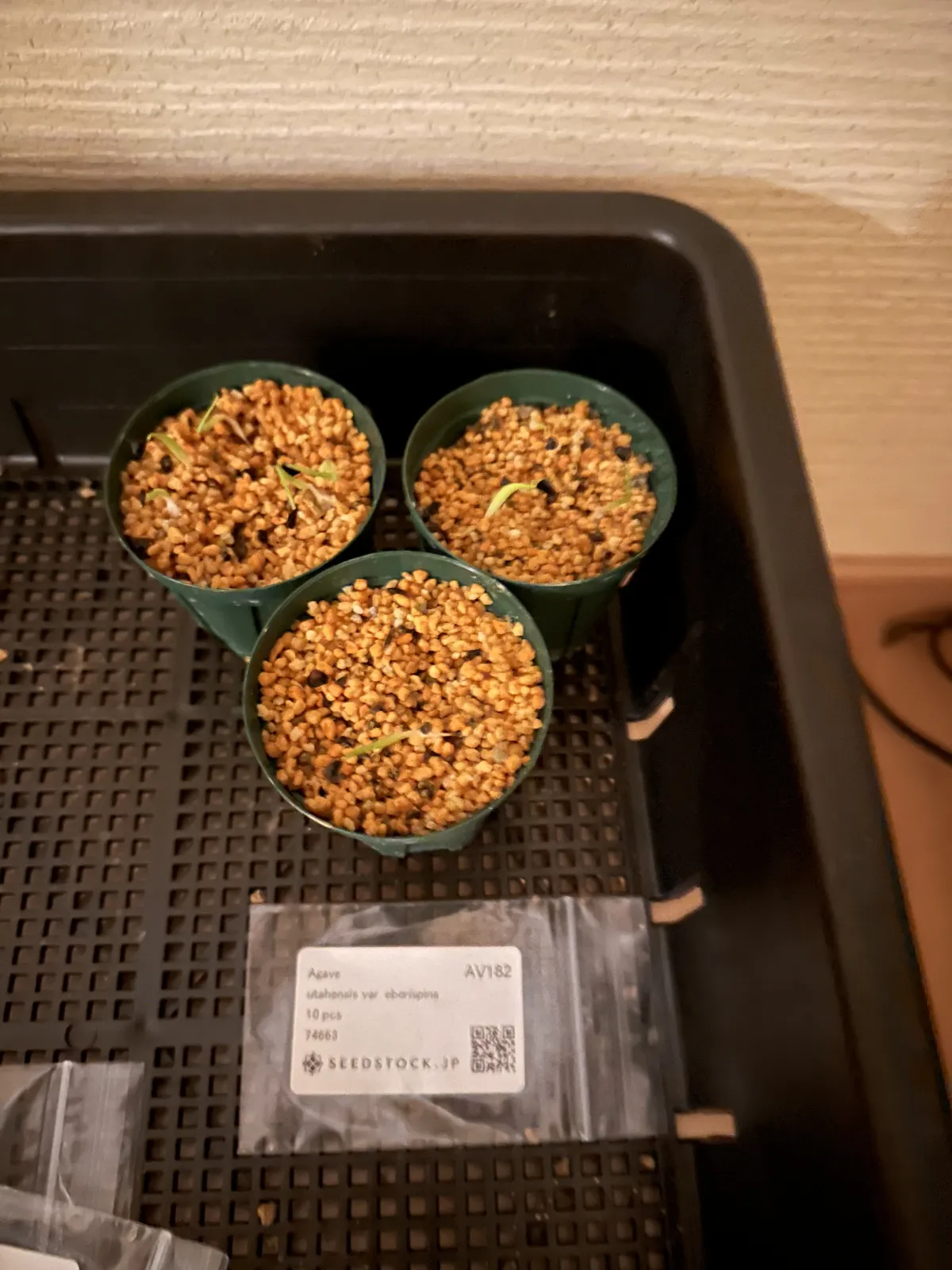 Agave utahensis var. eborispina (アガベ エボリスピナ)