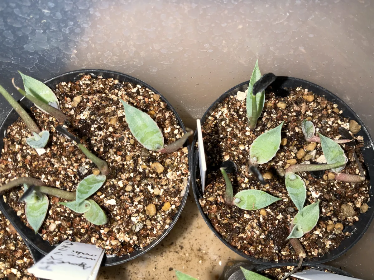 Agave wocomahi (アガベ ワコマヒー)