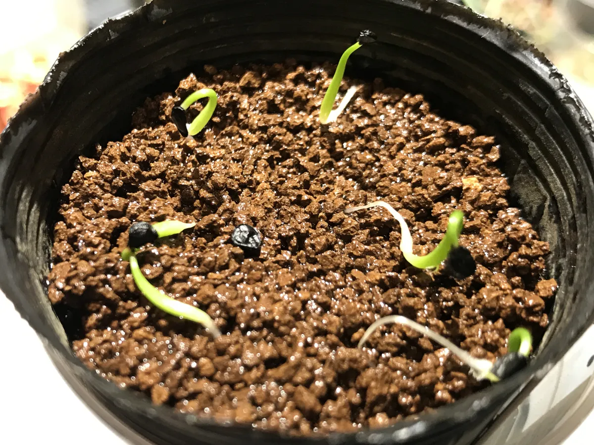 Agave utahensis var. eborispina (アガベ エボリスピナ)