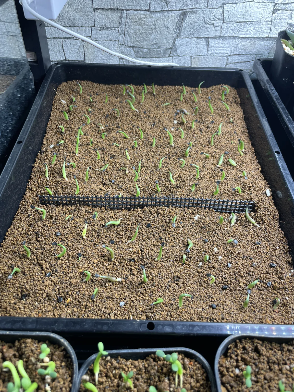 Agave titanota 'Blue' (アガベ チタノタブルー)