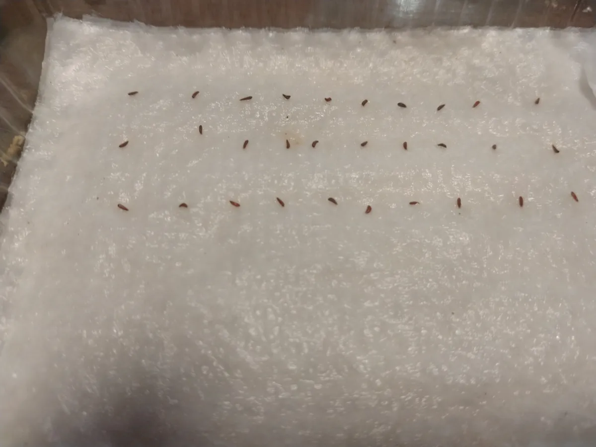 Aechmea squarrosa (エクメア スクアローサ)