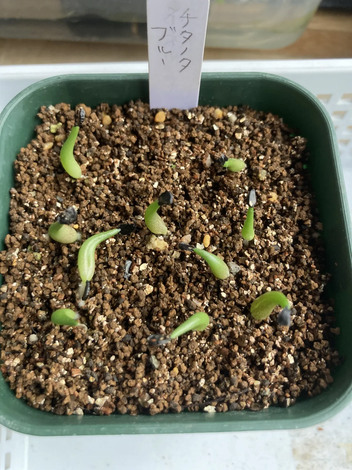 Agave titanota 'Blue' (アガベ チタノタブルー)