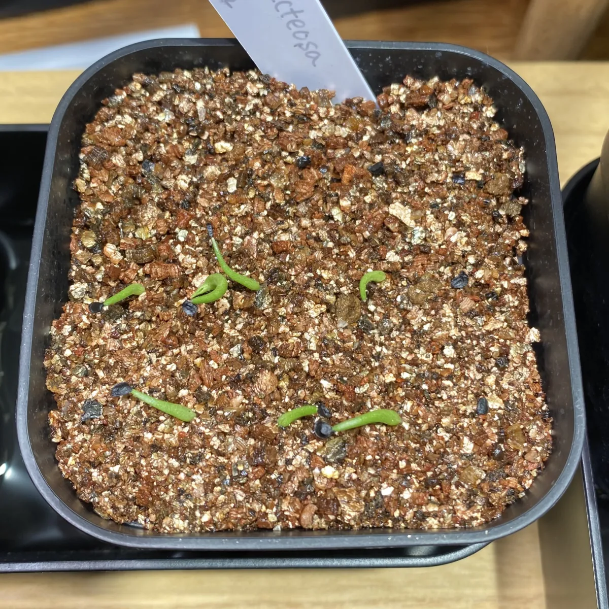 Agave bracteosa (アガベ ブラクテオーサ)