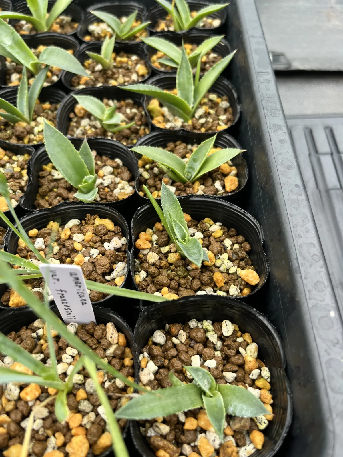 Agave americana var. franzosinii (アガベ フランゾシニー)