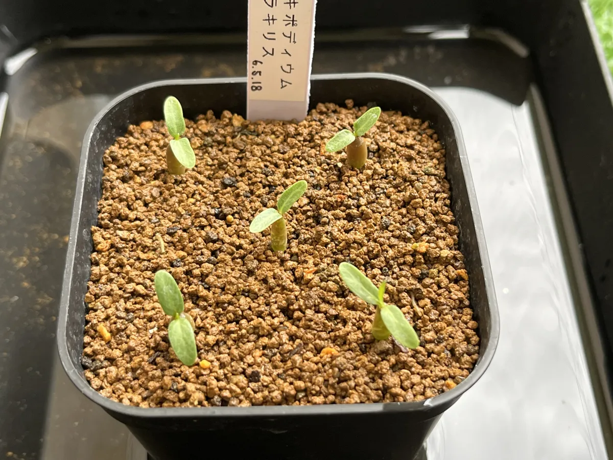 Pachypodium rosulatum var. gracilius (パキポディウム グラキリス)