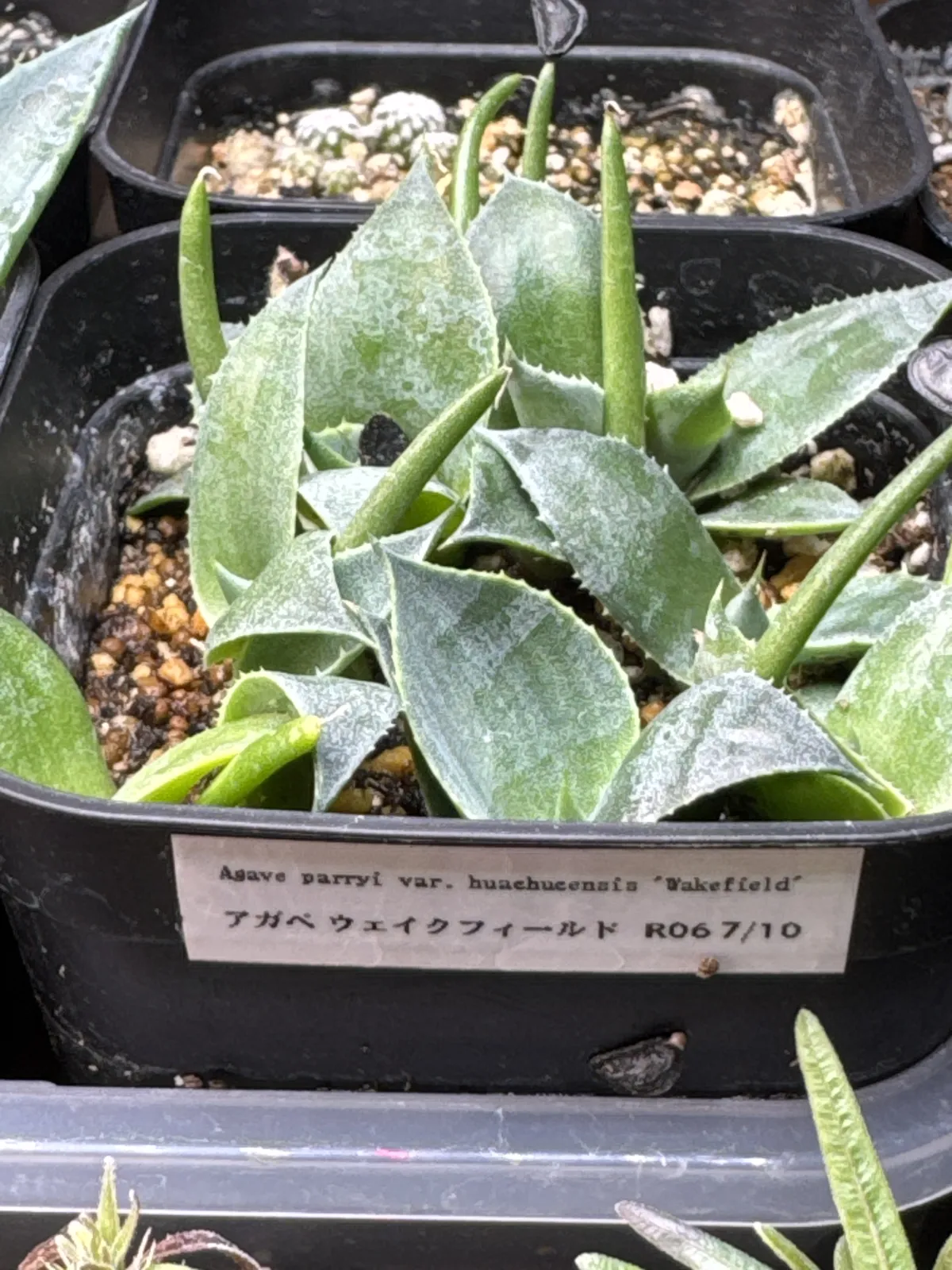 Agave parryi var. huachucensis 'Wakefield' (アガベ パリー ウェイクフィールド)
