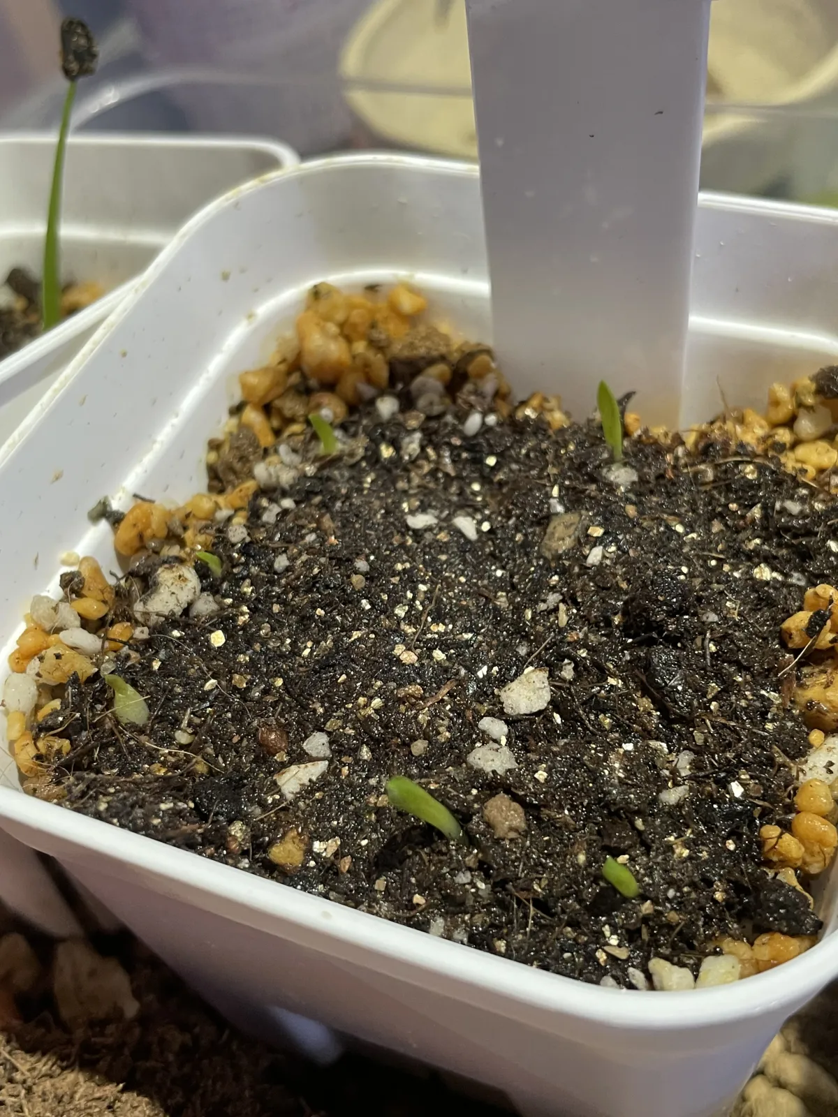 Ledebouria revoluta (レデボウリア レボルタ)