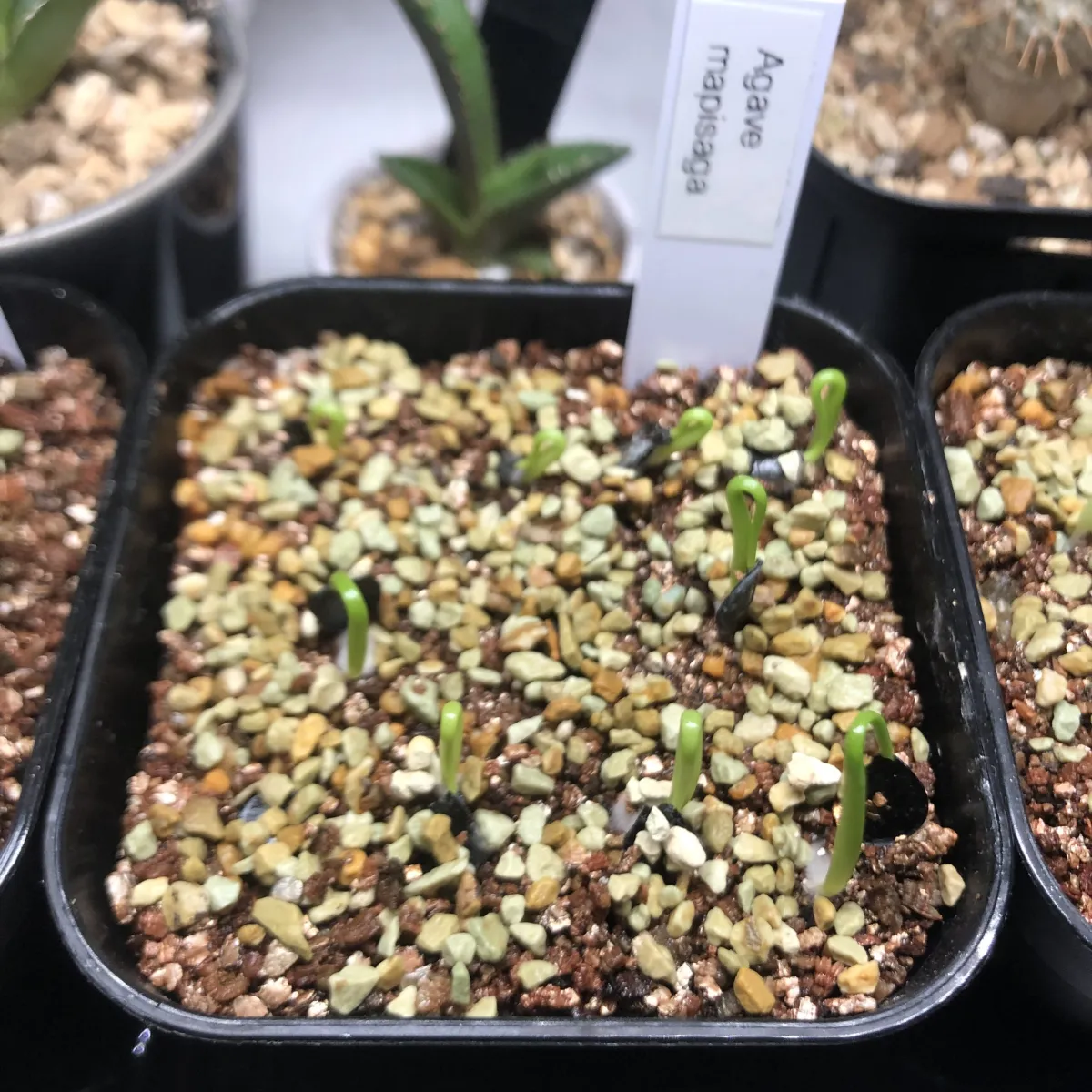 Agave mapisaga (アガベ マピサガ)