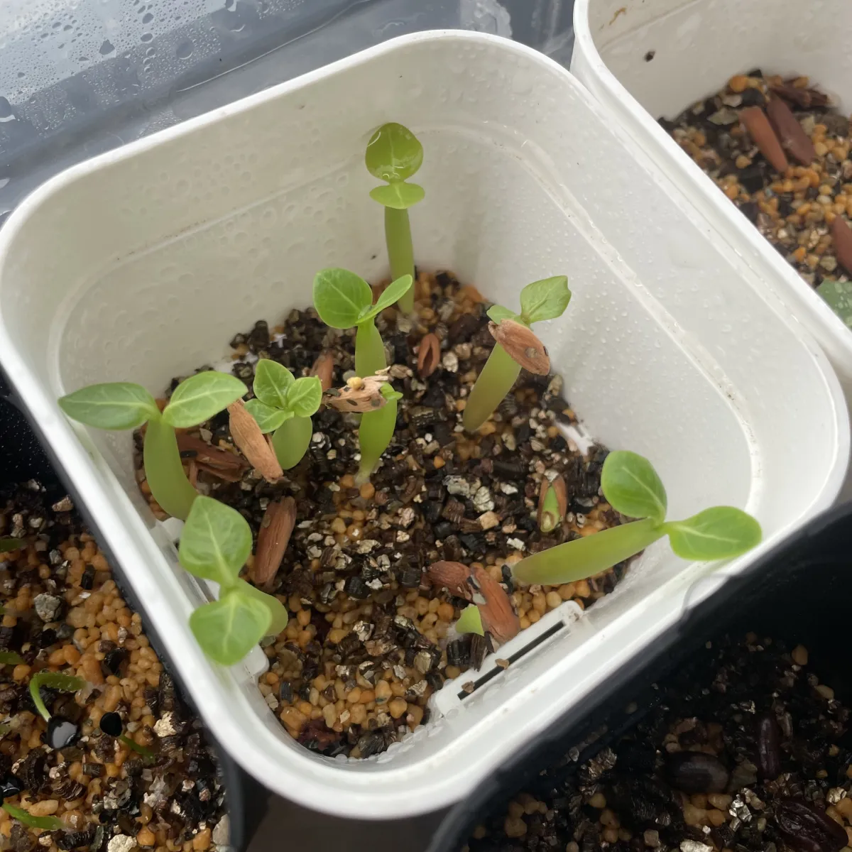 Adenium arabicum (アデニウム アラビカム)